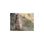 A Picture Of Hope - Peter Rabbit (Small)