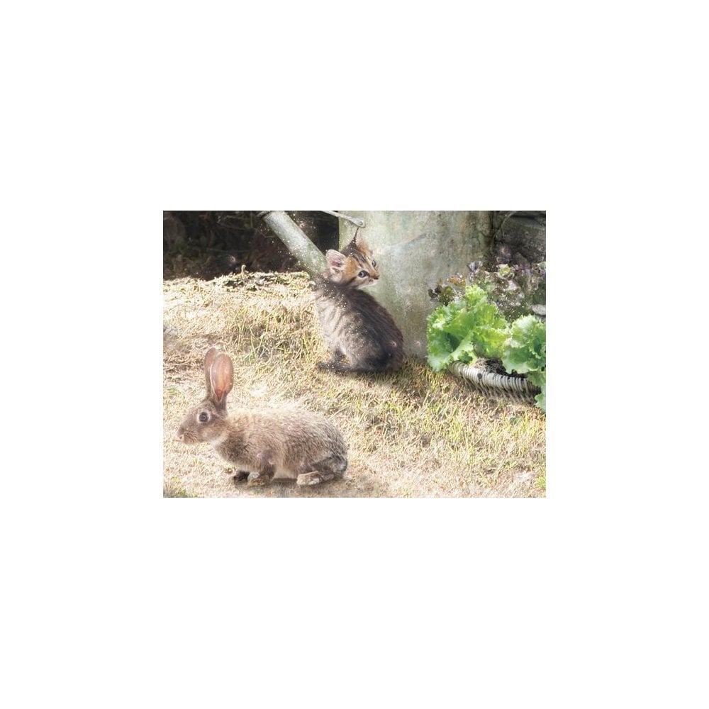 A Picture Of Hope - Peter Rabbit (Small)