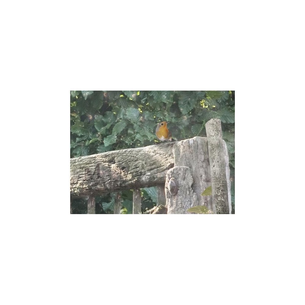 A Picture Of Hope - Peter Rabbit (Small)