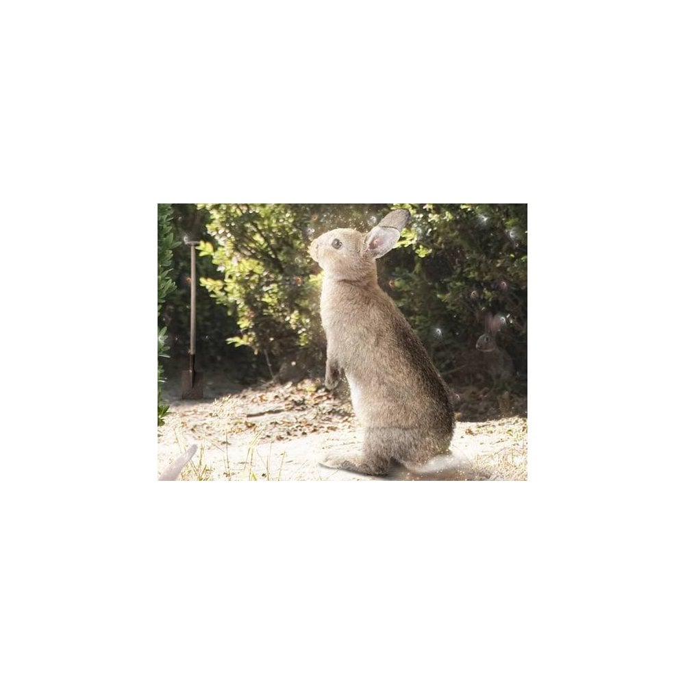 A Picture Of Hope - Peter Rabbit (Small)