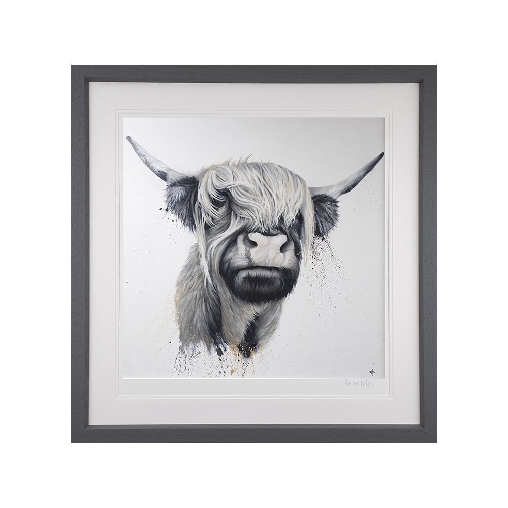 Highland Cow