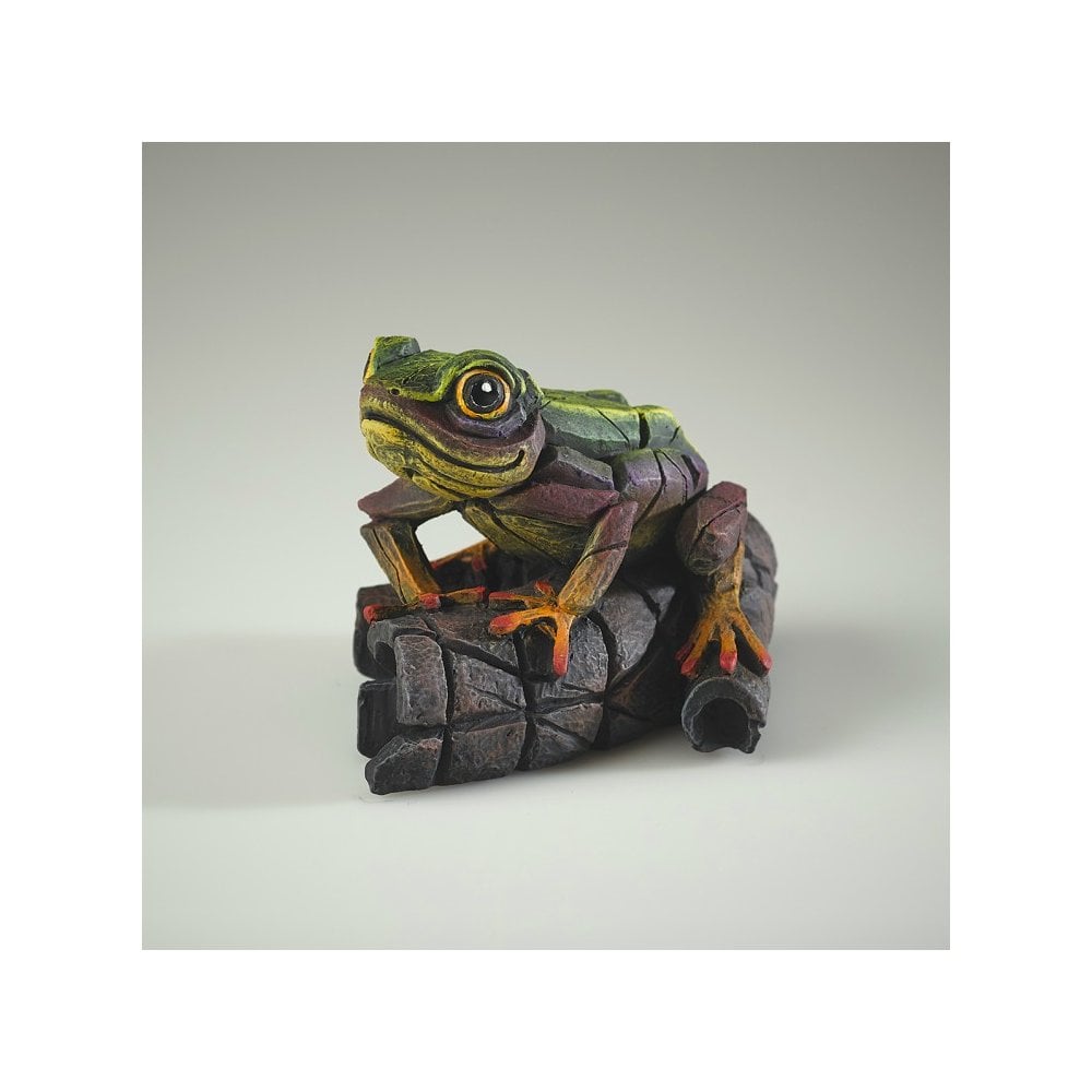 African Tree Frog - Rainbow Green