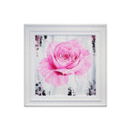 A Magenta Rose
