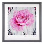 A Magenta Rose