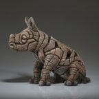 White Rhinoceros Calf