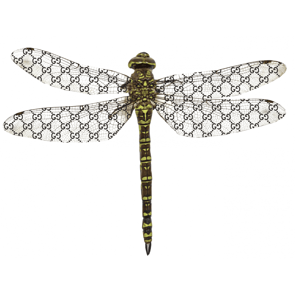 Gucci Dragonfly