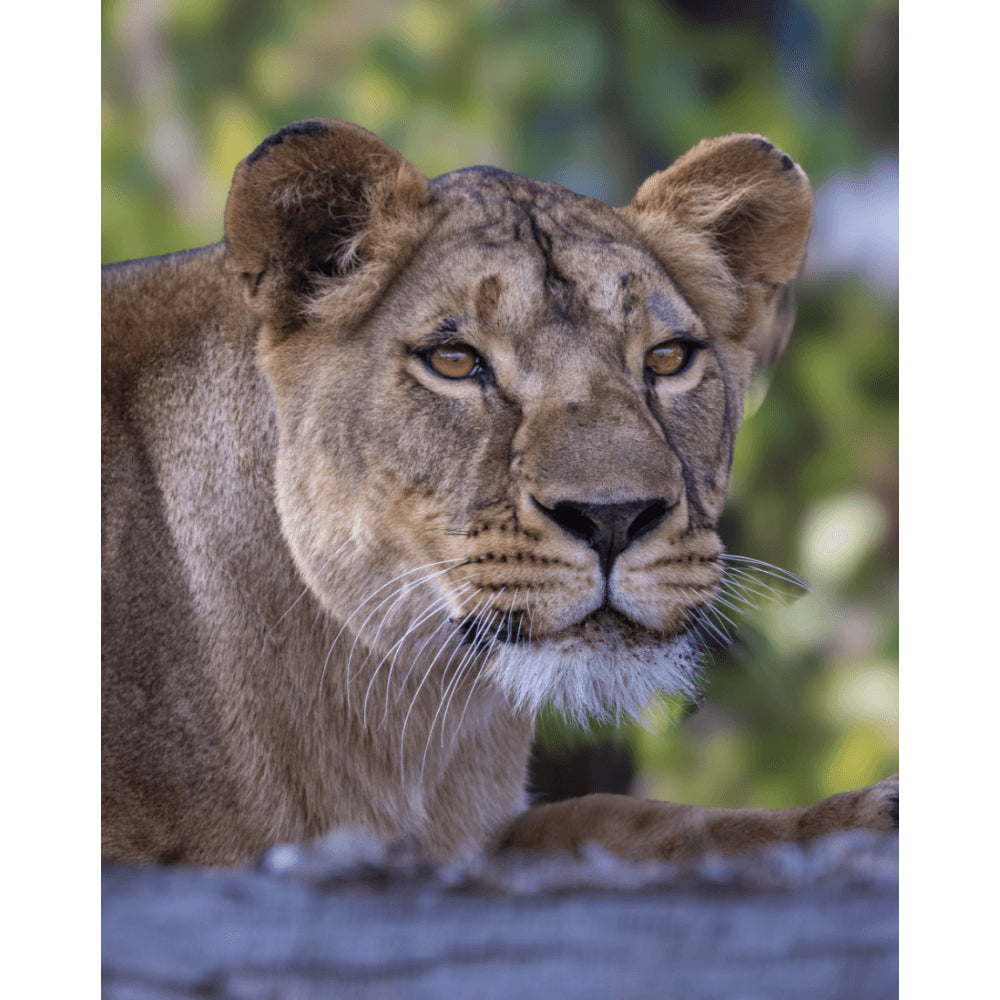 Yuna Lioness Bust