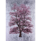 Silver Dawn