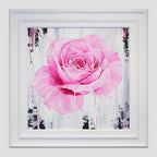 A Magenta Rose