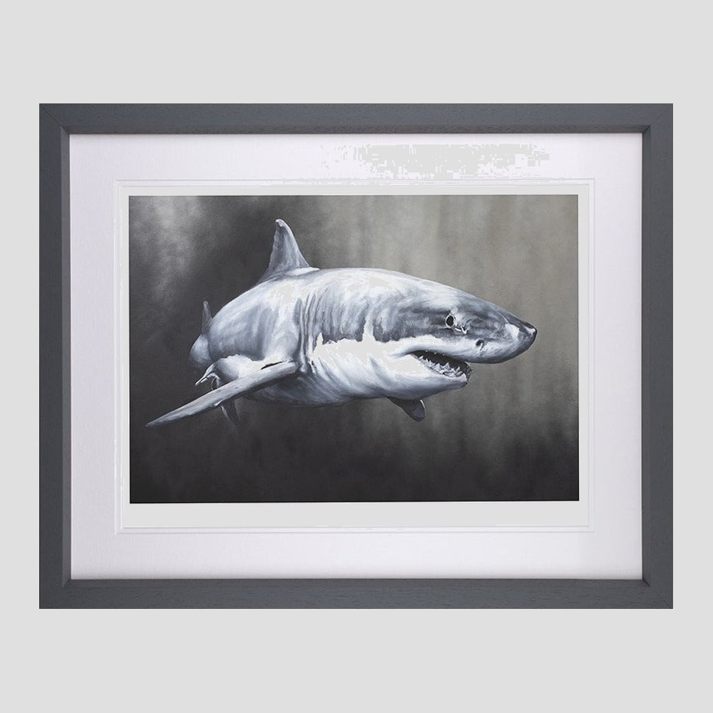 Carcharodon Charcharias